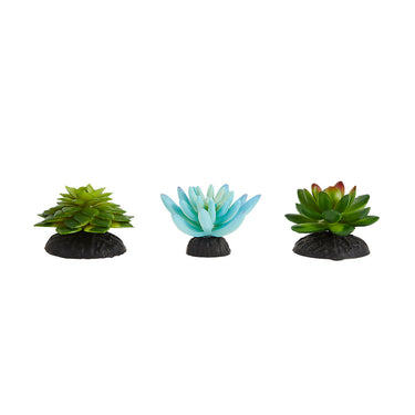 Thrive Succulent Plants - 3pk